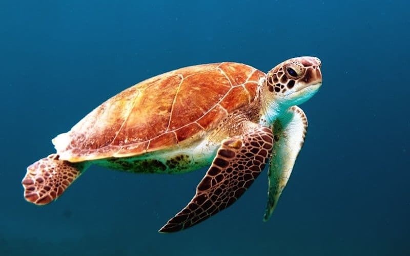Ecological Science - 案例 2